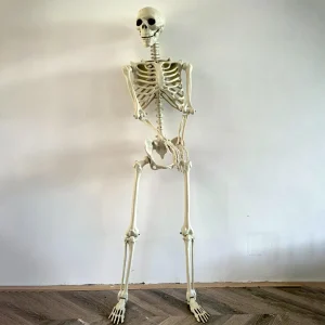 Decorazioni di Halloween Scheletro Posabile Scheletro di forma umana Casa stregata di Halloween Decorazione per feste horror con osso finto 1
