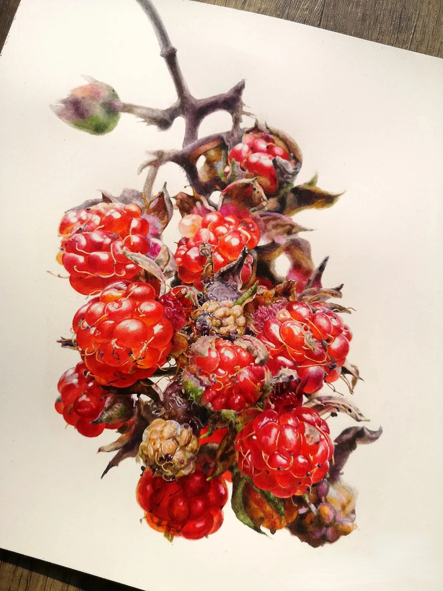 Set di pittura cinese fatta a mano a 12 colori: colori ad acquerello professionali in colori solidi, ideale per schizzi e illustrazioni 5